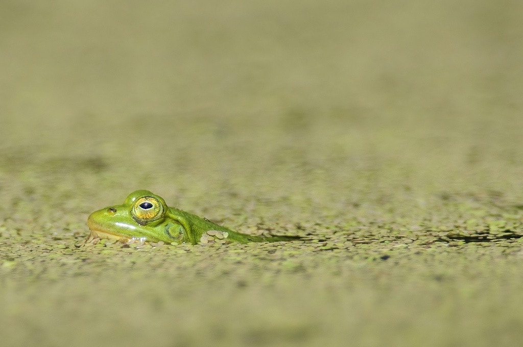 Picture of frog by Ben Fredericson